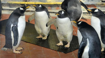 Džentū pingvīni Rīgas zoodārzā. Foto: Rīgas Zooloģiskais dārzs