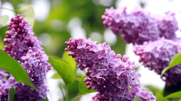 Foto - Kaspars Krafts, f64