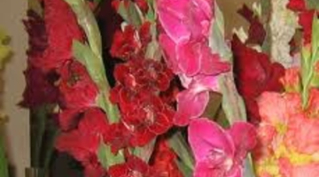2014_09_gladiolas-media-large.jpg