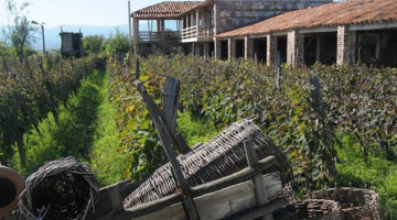 Kahetijas reģions Gruzijā slavens ar vīnogulājiem. Gruzija pasaulē pazīstama ar saviem vīniem. Publicitātes foto