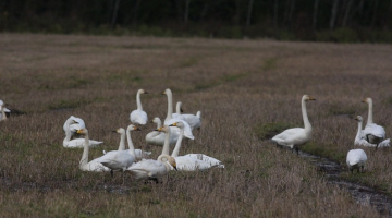 Ziemeļu gulbji. Publicitātes foto