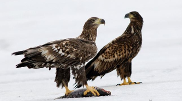 Jūras ērgļi. Foto: naturfoto.cz