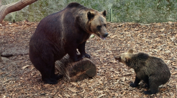 Kalvenes zoodārza lāči. Foto: poga.lv
