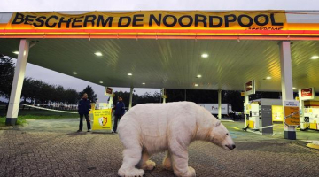 "Greenpeace" aktīvisti kādā Dānijas pilsētiņā stāv pie leduslāča izbāzeņa, protestējot pret naftas kompāniju "Shell" un norādot uz globālās sasilšanas sekām. Foto: AFP/LETA
