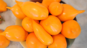 Foto - Ieva Čīka, LETA