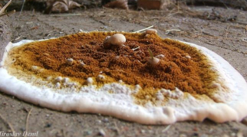 Koka ēkām bīstamā īstā mājas sēne. Ekrānšāviņš no www.biolib.cz
