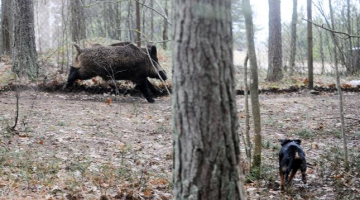 Mežacūkas trenkāšana medību bāzē. Foto: Lita Krone, LETA