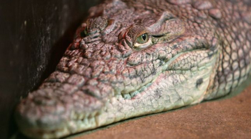 Elmārs Rudzītis, F64