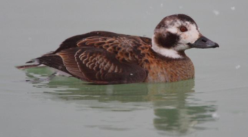 Kākaulis. Foto no Vikipēdijas