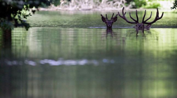 Donavas pārplūstošajos ūdeņos jūnijā varēja redzēt arī šādu skatu - sausākas vietas meklējumos peldošu briežu baru 170 km attālumā no Ungārijas galvaspilsētas Budapeštas. FOTO: AFP/LETA