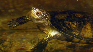 Purva bruņurupucis. Foto: Baiba Aprāne, LETA