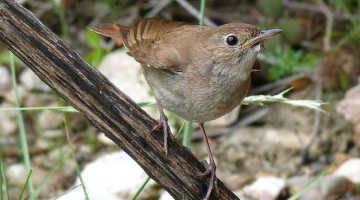 Rietumu lakstīgala (Luscinia megarhynchos).
