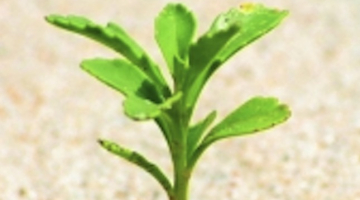 2014_09_saknes-media-large.jpg