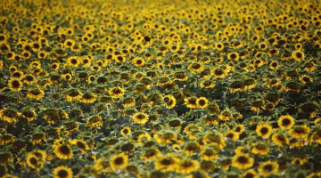 Saulespuķu lauks. Foto: AFP/LETA