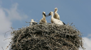 Stārķi atgriezušies savā ligzdā. Foto: Elmārs Rudzītis, F64