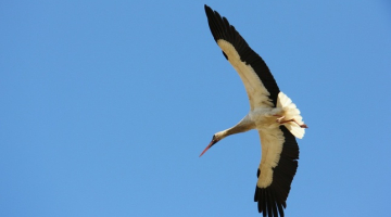 Baltais stārķis. Publicitātes foto