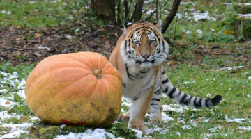 Klifs Grants Rīgas zoodārzā. Publicitātes foto