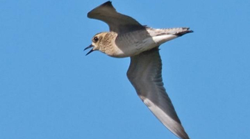 Tundras tārtiņš. Foto: Jānis Jansons