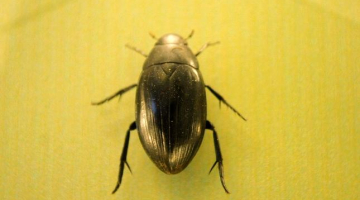 Vabole - lielais ūdensmīlis (Hydrous piceus). Foto: Evija Trifanova, LETA