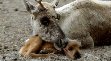 Rīgas Zooloģiskais dārzs