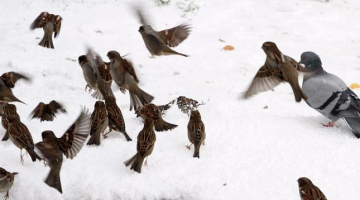 Foto: Kaspars Krafts, F64