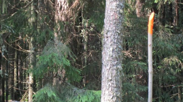 Iezīmētie koki Gaujas nacionālajā parkā. Lasītāja foto