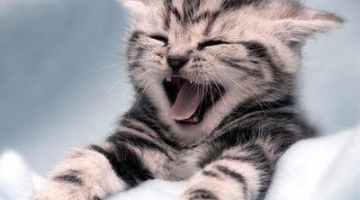 Kāda franču firma radījusi pirmo globālo sociālo tīklu «pievilcīgiem mājdzīvniekiem» Yummypets — protams, savus mīļos kaķus, suņus, kanārijputniņus, reptiļus un citas radības jāreģistrē viņu saimniekiem. Pagaidām saziņa iespējama tikai franču valodā, taču drīz sekošot arī citas. Izrādās, mājdzīvnieku «sazināšanās» internetā ir populāra lieta — piemēram, Lielbritānijā pašiem savas mājaslapas Facebook, Twitter vai YouTube ir katram desmitajam mājdzīvniekam, un tās ir populārākas par slavenībām. Par Yummypets tīkla talismanu kļuvis franču kaķis Leo.