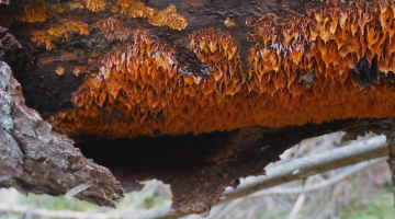 Piepju suga 'Pycnoporellus alboluteus'. Foto: I.Leimanis