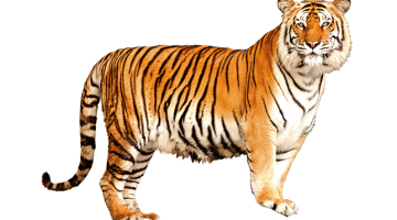 2015_01_sibirijas_tigeris.png