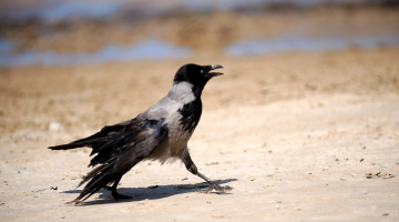 Vārna. Foto: Ieva Lūka, LETA