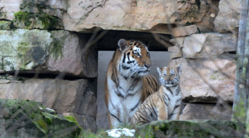 Tīģeriene Katrīna kopā ar Odinu. Rīgas Zoodārza foto