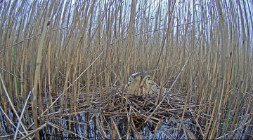 Lielais dumpis. Foto: Dabas fonds
