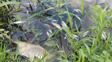 Mirušās zivis Šlokenbekā. Foto: Agita Puķīte, "Neatkarīgās Tukuma Ziņas"