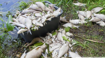 Posta aina Šlokenbekā - Dzirnavu ezera piesārņojuma dēļ tonnām beigtu zivju. Foto no "Neatkarīgās Tukuma Ziņas"