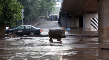 Begemots Tbilisi ielās pēc plūdiem. Foto: AFP/LETA