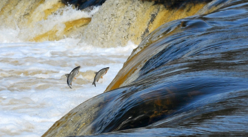 Foto: Aivars Ķesteris, F64