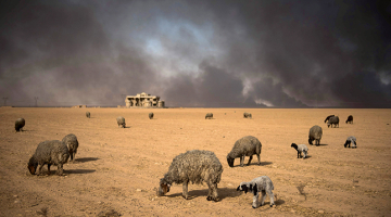 Sodrēju sasmērētas aitas pie kāda naftas urbuma, kuru, atkāpjoties no Irākas pilsētas Mosulas, aizdedzinājuši Daesh kaujinieki.