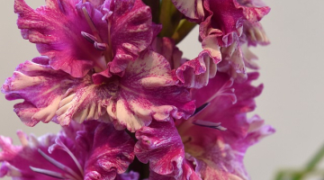 Foto: Edijs Pālens, LETA