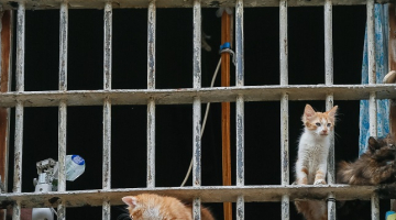 Kaķēni cietuma logā. Foto: EPA/LETA