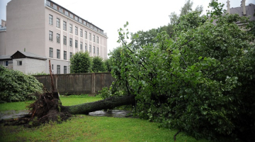 2014.gada augustā stiprajā vētrā Rīgā tika izgāzti daudzi koki. Attēlā - negaisa laikā nolauzti koki skvērā pie Latvijas Zinātņu akadēmijas.