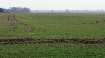 Ziemāju lauks Tērvetes novadā. Foto: Edijs Pālēns, LETA