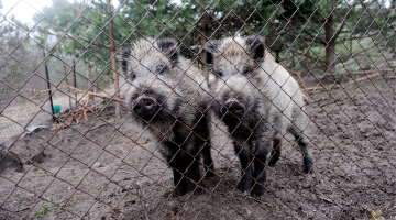 Mežacūkas kinoloģiskās mācību bāzes "Dālderi" teritorijā. Foto: Lita Krone, LETA