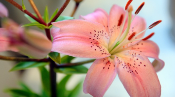 Lilijas. Foto: Edijs Pālens, LETA