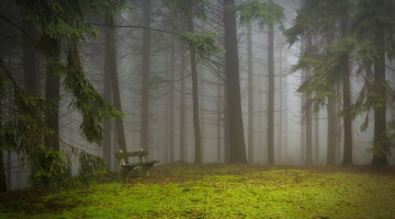 Mežā. Foto: pixabay.com