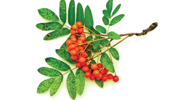 Foto — Panther Media/Scanpix