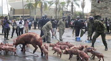 Cūkas! — tieši to par deputātiem vēlējās pateikt protestētāji pie Kenijas parlamenta ēkas galvaspilsētā Nairobi. Pirms diviem mēnešiem ievēlētie politiķi nolēmuši palielināt sev algu, kas patlaban ir ar nodokļiem neapliekami 7150 latu mēnesī — tā ir viena no dāsnākajām parlamentāriešu apmaksas sistēmām Āfrikā. Par sevi paspēja parūpēties arī iepriekšējais parlaments, kurš savā pēdējā darba dienā katram deputātam piešķīra 60 000 latu «atlaišanas» bonusu.