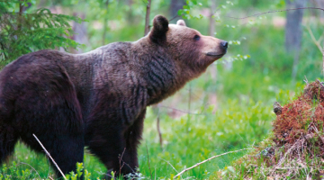 IT firmas īpašnieks Agris Krusts, kura hobijs ir dabas foto, lāci ieraudzījis pēc četru dienu sēdēšanas slēpnī