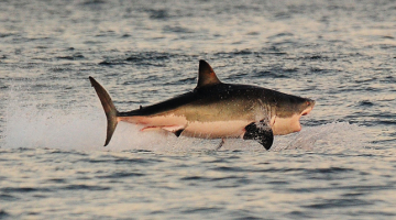 Kamēr Dienvidāfriku aizvien pārņēmis futbola drudzis, okeānā pie šīs valsts krastiem dzīve rit savu gaitu. Aģentūras AFP fotogrāfam Karlam de Sousam izdevies iemūžināt vienas no iespaidīgākajām medībām ar laimīgām beigām (haizivij). Foto — LETA/AFP