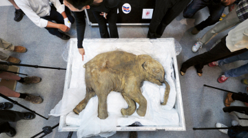 Izstāžu turneju pa pasauli, patlaban piestājot Honkongā, turpina Ļuba — mamutu meitene, kas dzīvojusi pirms aptuveni 40 000 gadu. Tās sasalušo ķermeni pirms pieciem gadiem Jamalas pussalā Krievijas arktiskajā zonā atrada vietējais mednieks un nosauca savas sievas vārdā. 50 kg smagā Ļuva tiek uzskatīta par vislābāk saglabājušos mamuta mūmiju pasaulē.