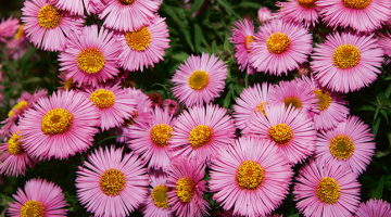 Miķelīši (Aster)